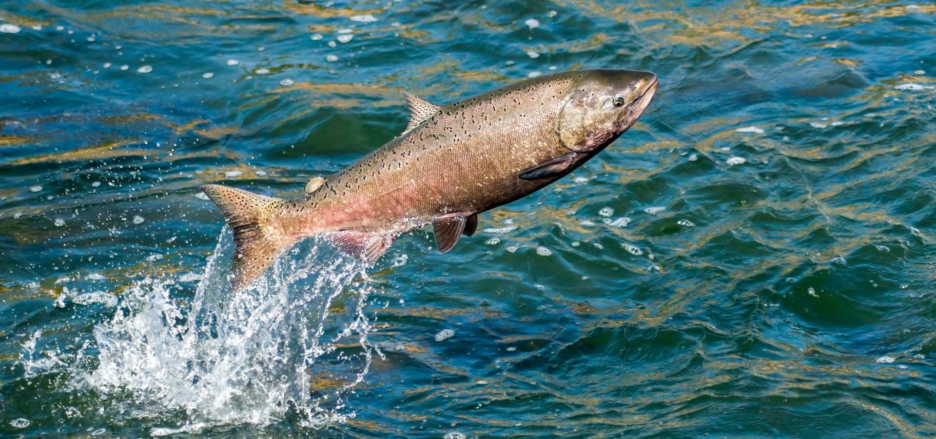 salmon jumping