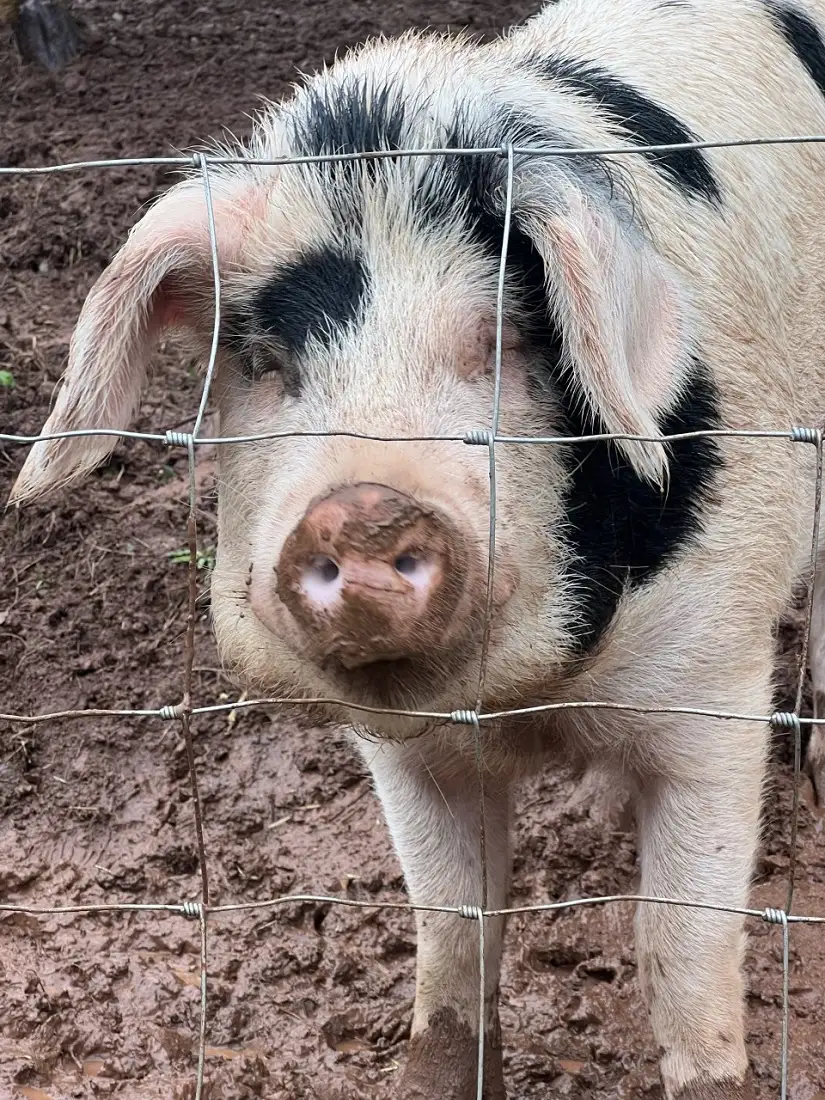 boris the pig