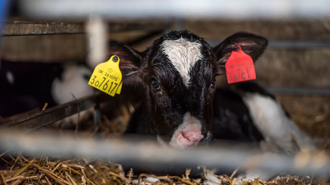 A calf lying down in her pen at Home Farm