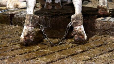 Close up of a hobbled cow at Home Farm