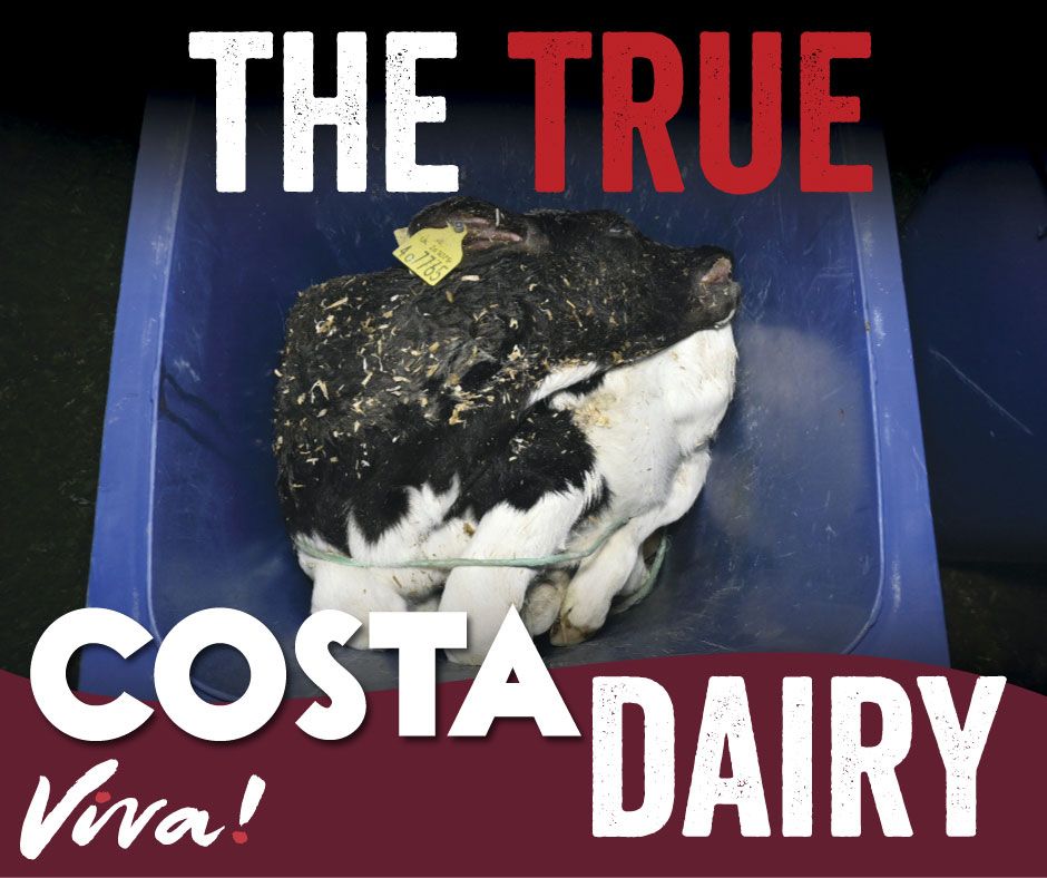 Dead baby costa dairy