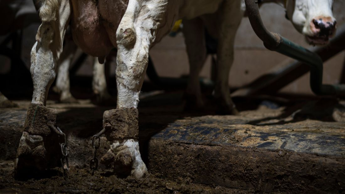 A cow in hobbles at Home Farm