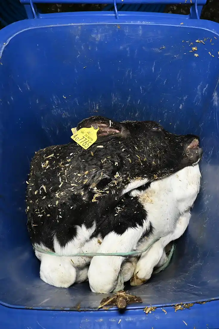 Calf in bin