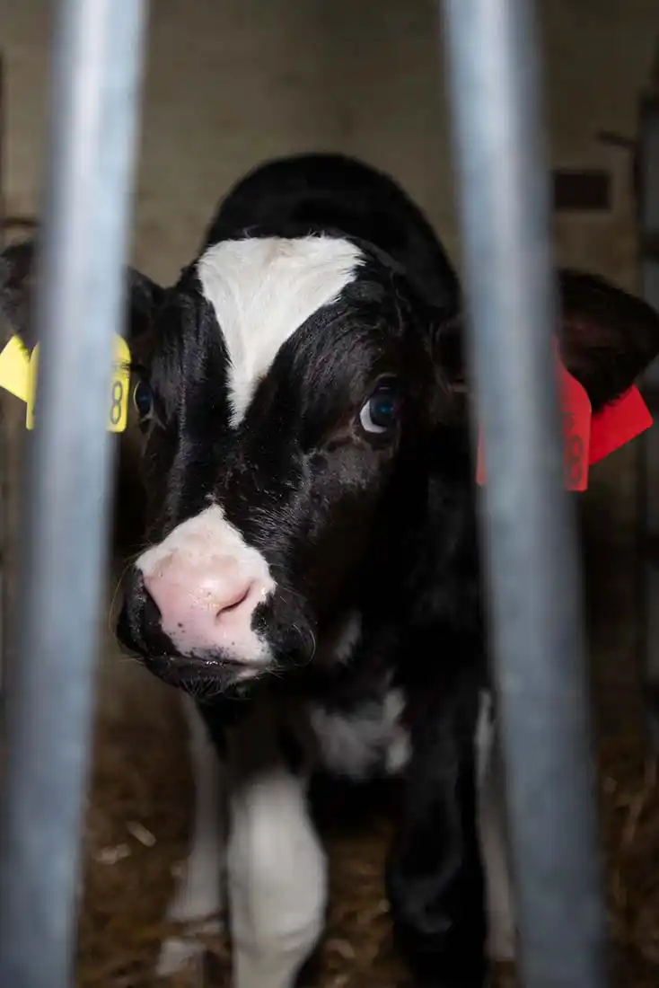 Behind bars calf