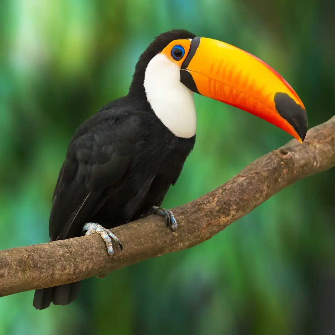 image of a toucan on a branch