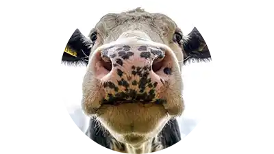 Cow icon