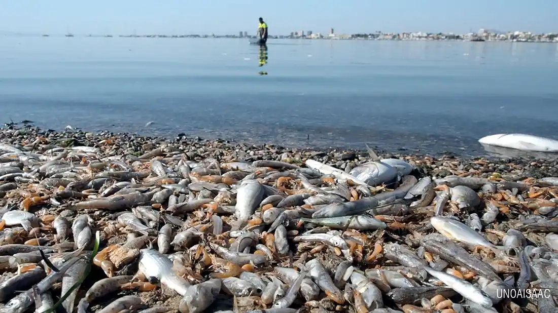 Dead fish Mar Menor