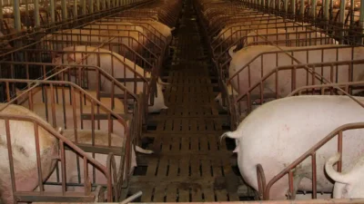 Pig farm