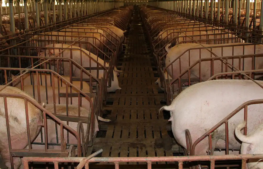 Pig farm