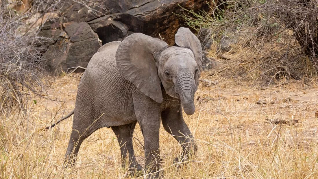 Baby elephant