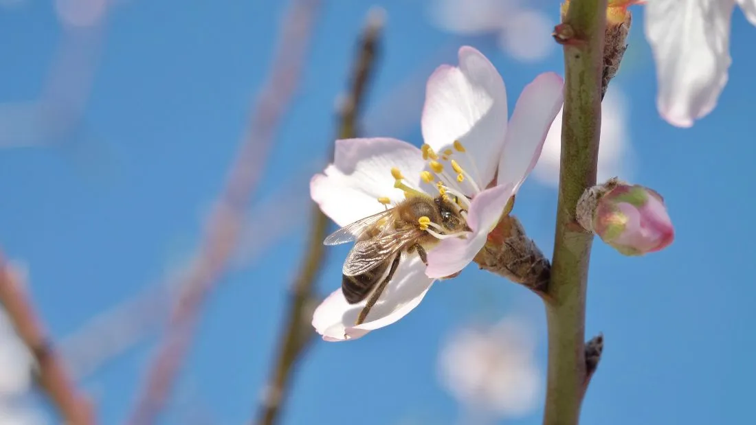 Almond blossom