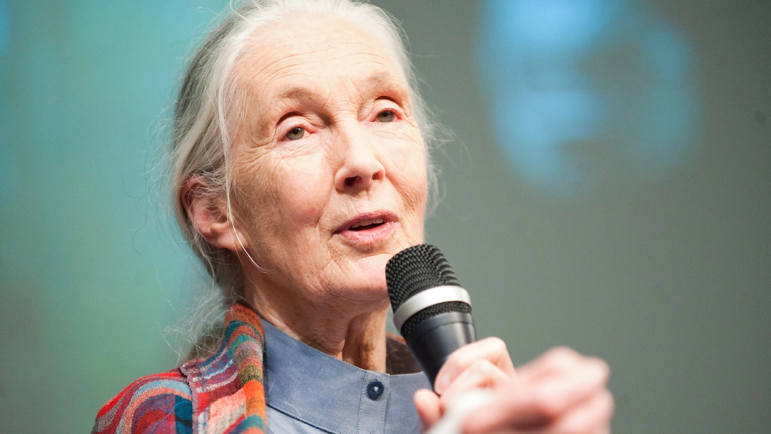 Jane Goodall